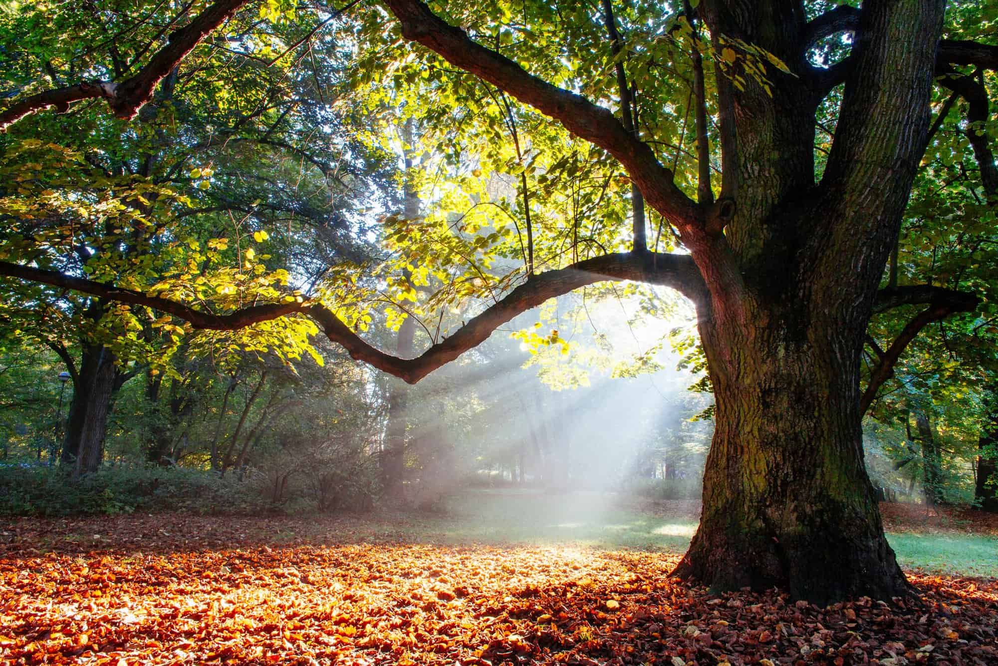 Oak tree in the sunset